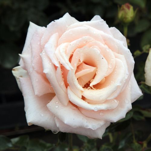 E-commerce, vendita, rose, in, vaso rose ibridi di tea - giallo - Rosa Diamond Jubilee - rosa dal profumo discreto - Eugene S. Boerner - Cespuglio compatto che cresce in altezza con un fogliame coriaceo.